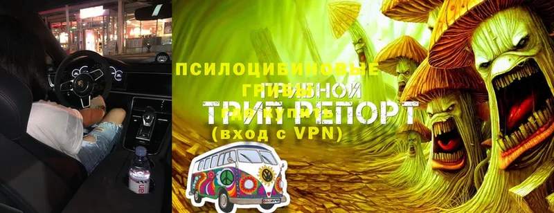 Псилоцибиновые грибы Magic Shrooms  мориарти формула  Павлово  OMG ТОР 